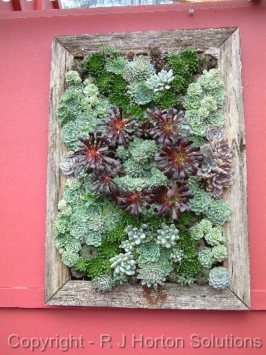 Succulent Picture 1 